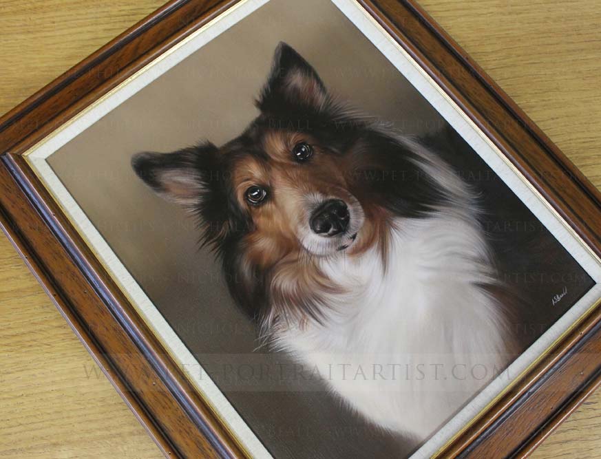 Sheltie pet portraits framed