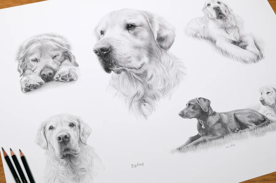 Life Story Pencil Pet Portraits - Sizes and Prices Example of Life Story Pencil Pet Portraits pricing, showcasing the style.
