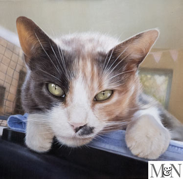 Cat paintings by Nicholas Beall