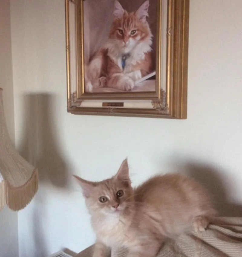 Dudley's framed cat oil painting hung on the wall at the client’s home, with another cat in view.