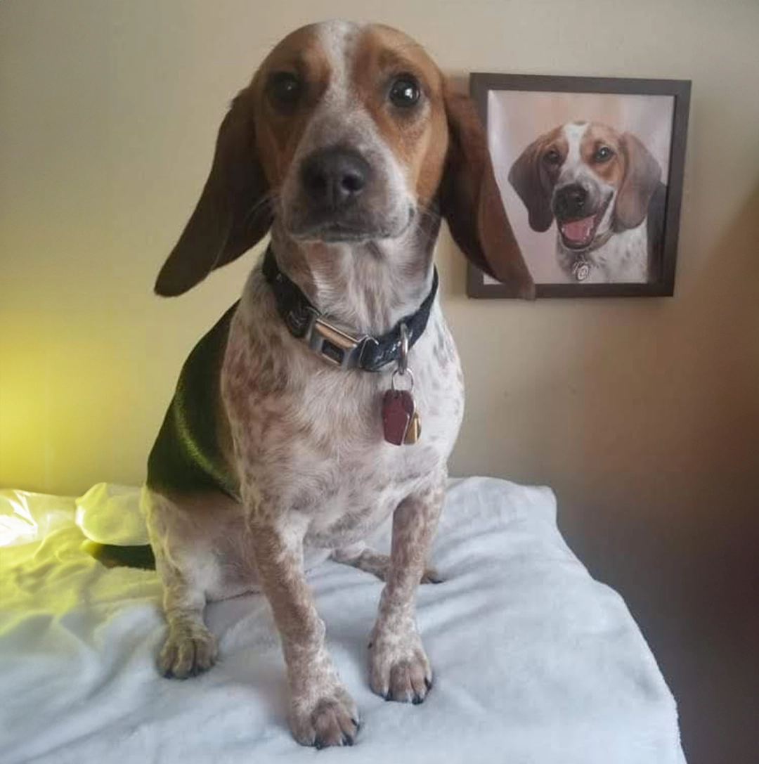 Joey the Beagle sitting proudly in front of his framed oil portrait displayed on the wall in his home.