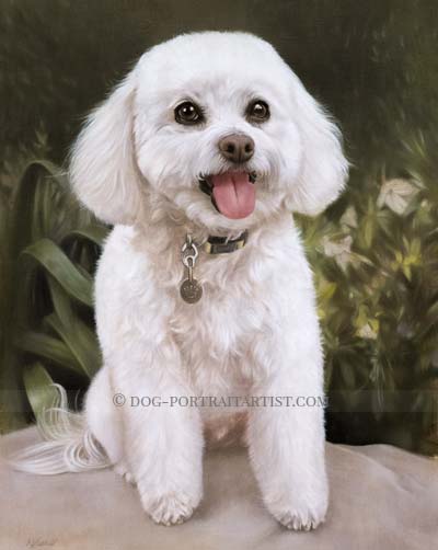 Bichon Frise Pet Portraits