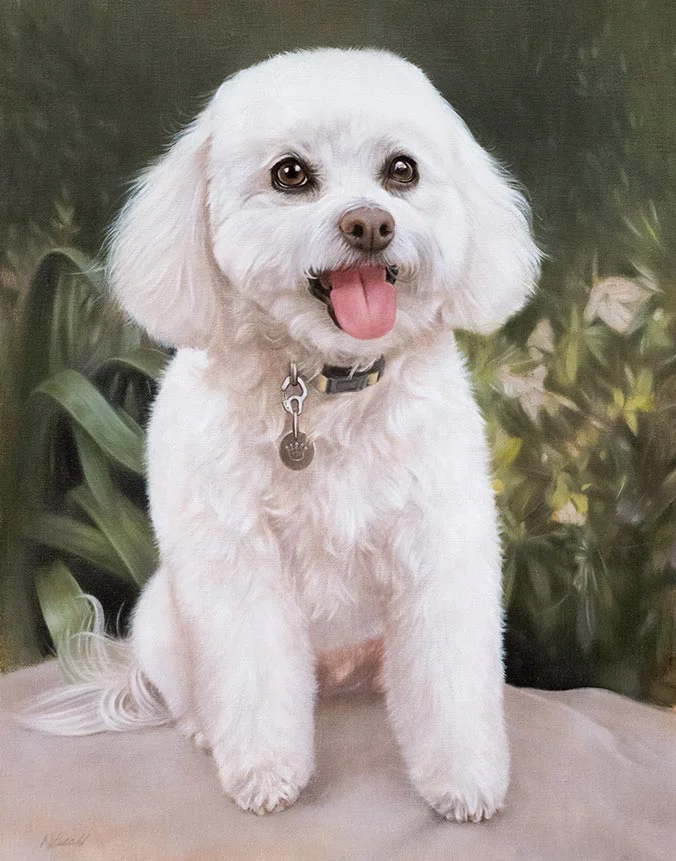 Oil painting of Lulu, an adorable Bichon Frise dog, with her characteristic fluffy fur, by Nicholas Beall.