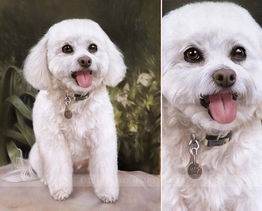 Bichon Frise Pet Portraits