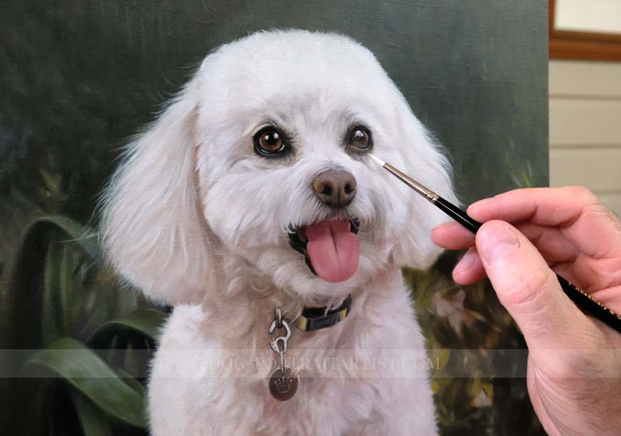 Bichon Frise Pet Portraits