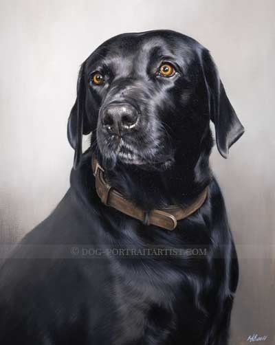 Black Labrador Dog Portraits