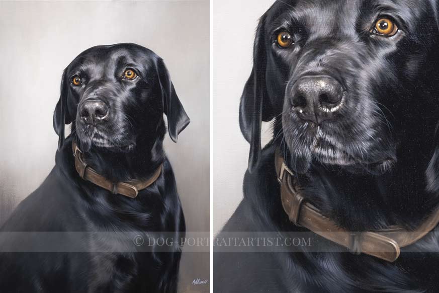 Black Labrador Dog Portraits