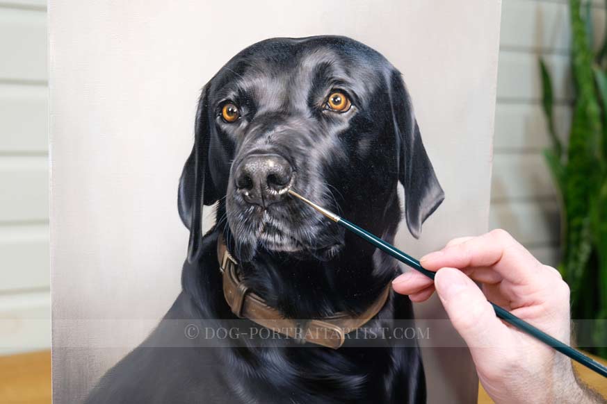 Black Labrador Dog Portraits