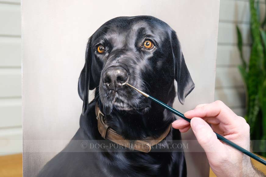 Black Labrador Dog Portraits