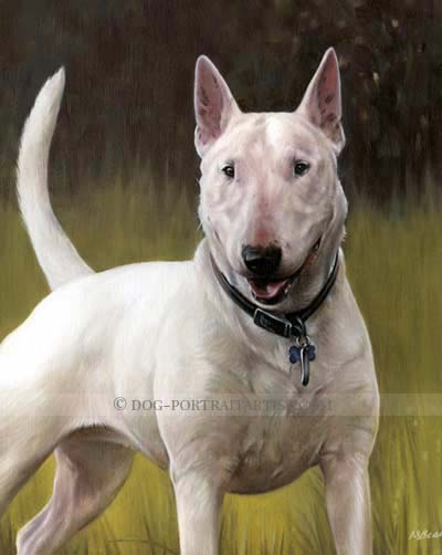 bull terrier portrait
