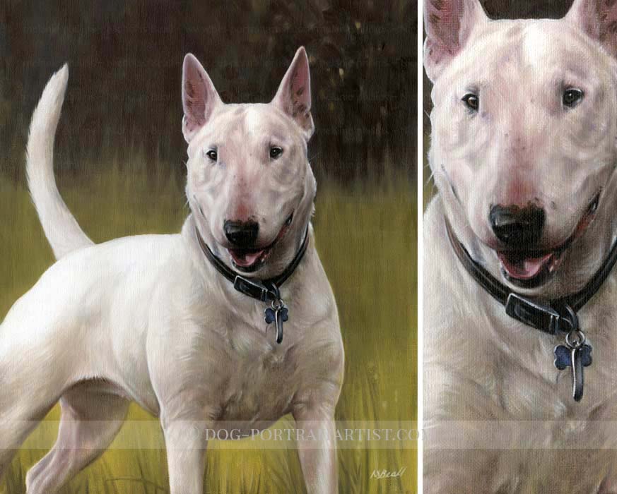 Bull Terrier Pet Portraits