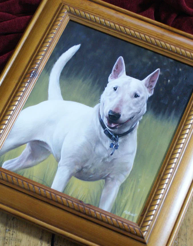 Finished and framed oil portrait of Millie the Bull Terrier.