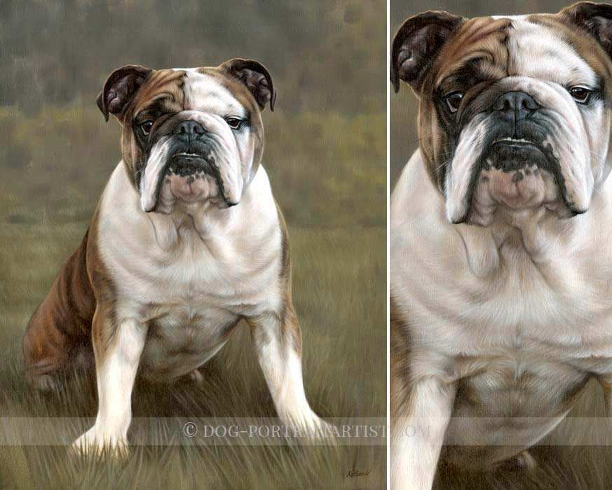 Bulldog Pet Portraits by Nicholas Beall