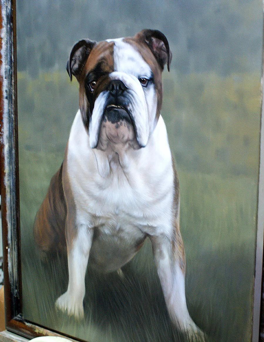 Finished and framed oil portrait of Winston the Bulldog, ready for display.