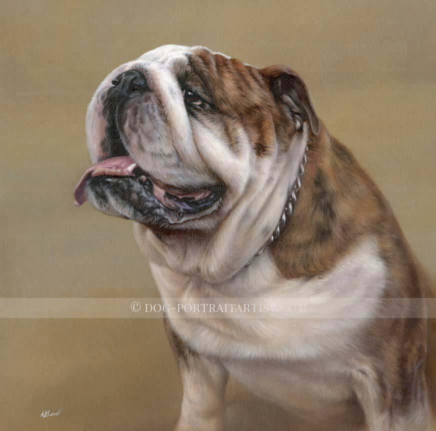 Bull Dog Pet Portraits by Nicholas Beall