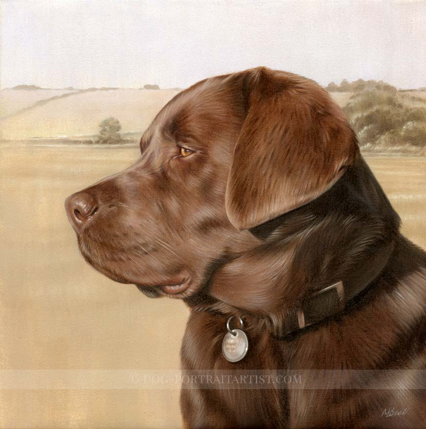 Chocolate Labrador Pet Portraits by Nicholas Beall