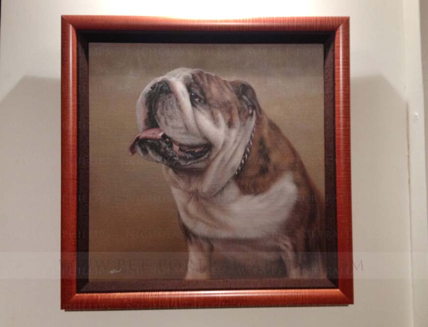 animal portraits