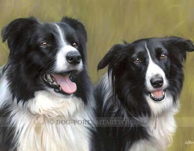 collie pet portraits