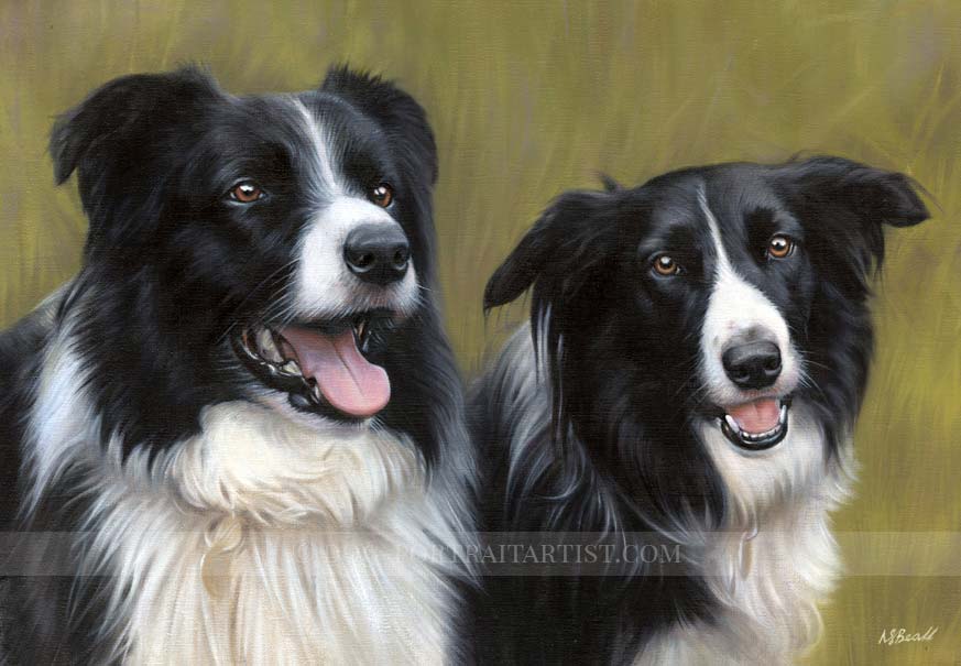 Collie Portraits by Nicholas Beall