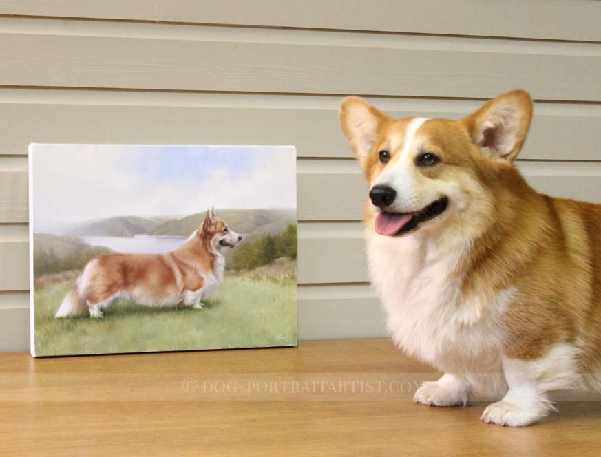 Corgi Pet Portraits