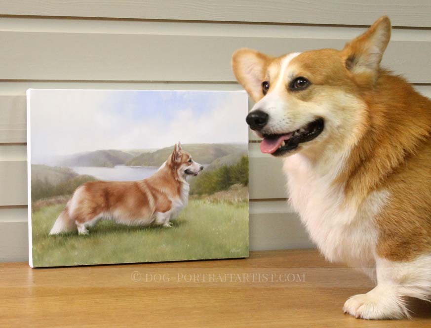 Corgi Pet Portraits