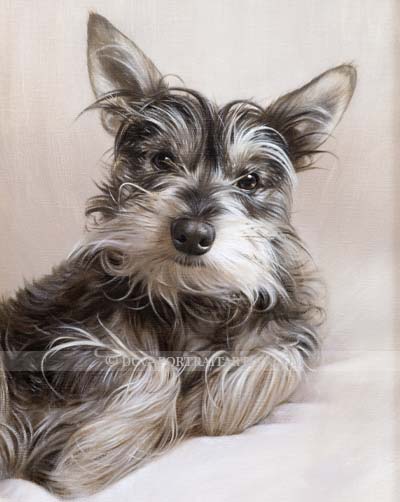 Dog Pet Portraits