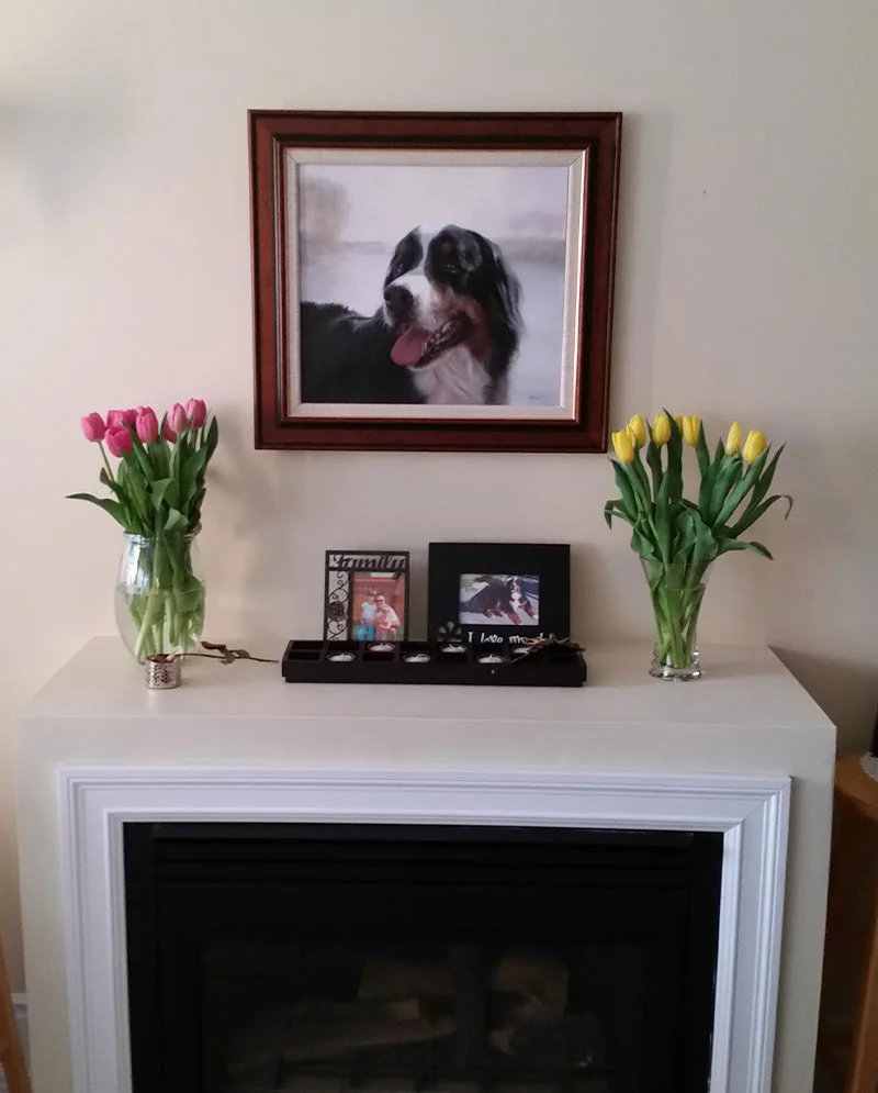 Bernese Mountain Dog Portrait Displayed in Client's Home Bernese Mountain Dog portrait of Yogi displayed prominently in the client's home living room.