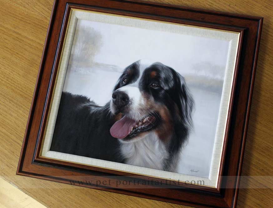 Dog Portraits Bernese Mountain Dog