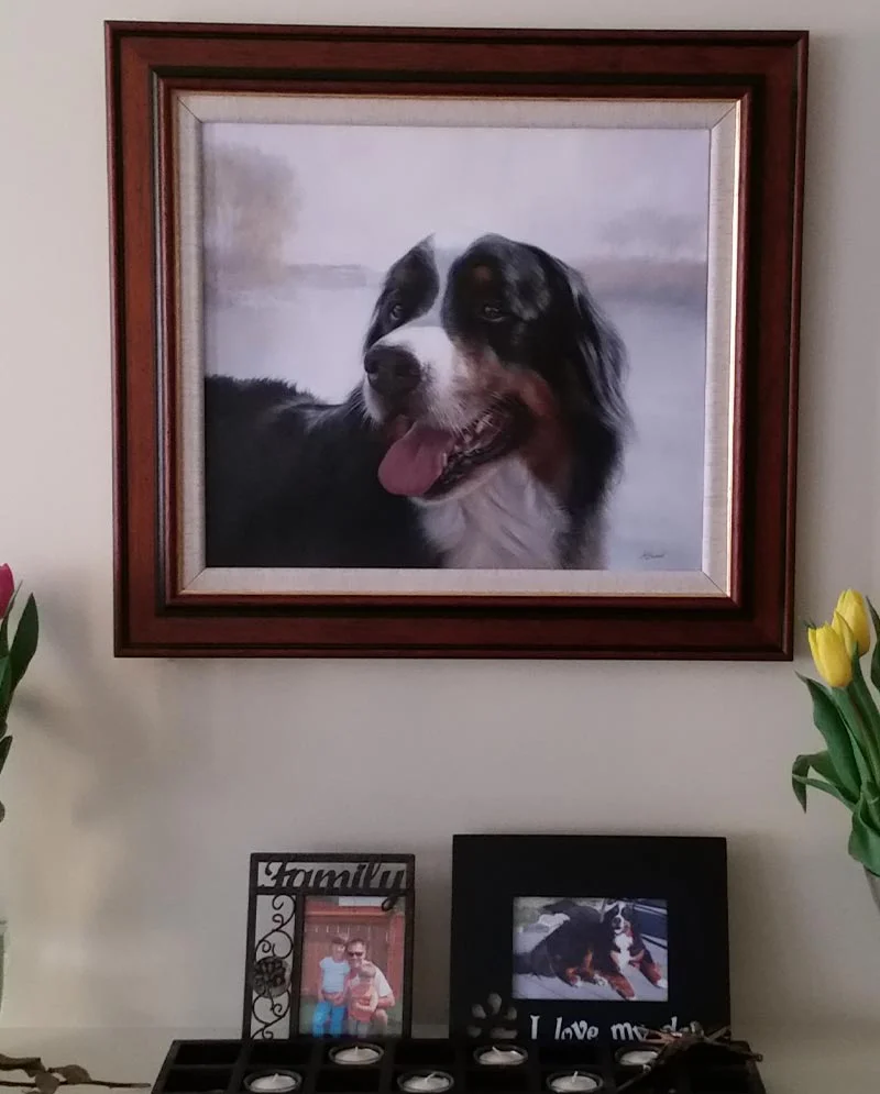 Client's Framed Bernese Dog Portrait on the Wall Client's framed Bernese Dog portrait of Yogi hanging on the wall, showing it in a real-world setting.