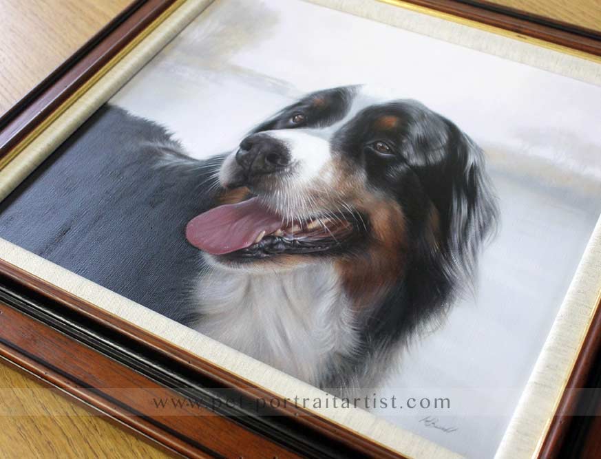 Dog Portraits Bernese Mountain Dog