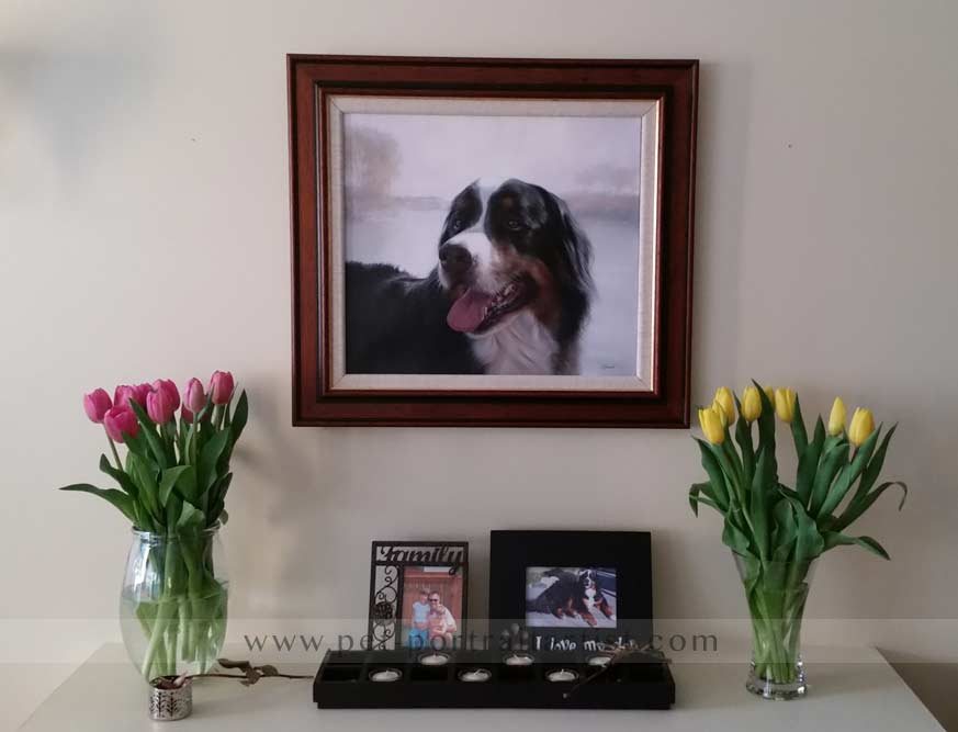 Dog Portraits Bernese Mountain Dog