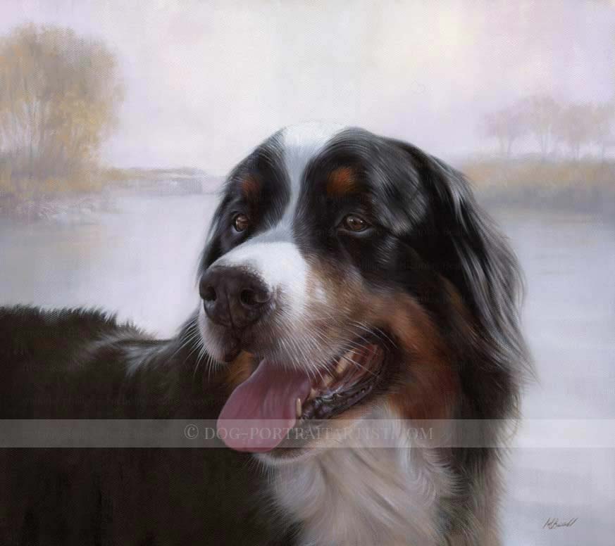 Dog Portraits Bernese Mountain Dog