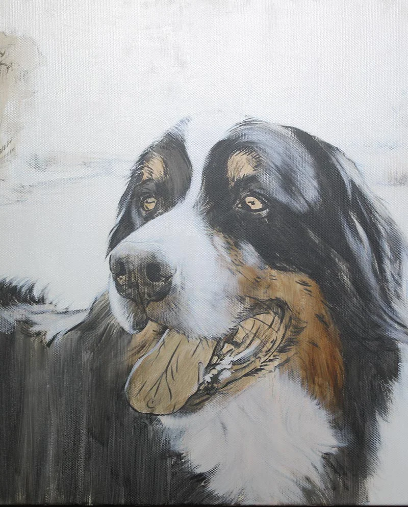 Bernese Mountain Dog Portrait in Oils – Work in Progress Bernese Mountain Dog portrait of Yogi in oils, showing the initial work in progress.