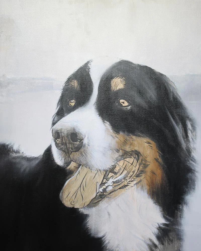 Bernese Dog Oil Painting – Early Stages Bernese Mountain Dog oil painting of Yogi, showcasing the early layers and base colors.