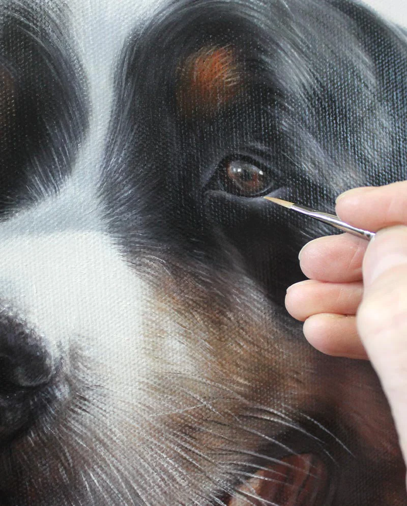 Bernese Mountain Dog Portrait – Close-Up Detail Close-up detail of Yogi's Bernese Mountain Dog portrait, highlighting fine fur and facial features.