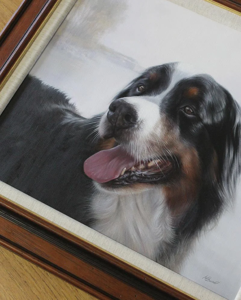 Framed Bernese Mountain Dog Portrait Beautifully framed Bernese Mountain Dog portrait of Yogi, showcasing the completed artwork.