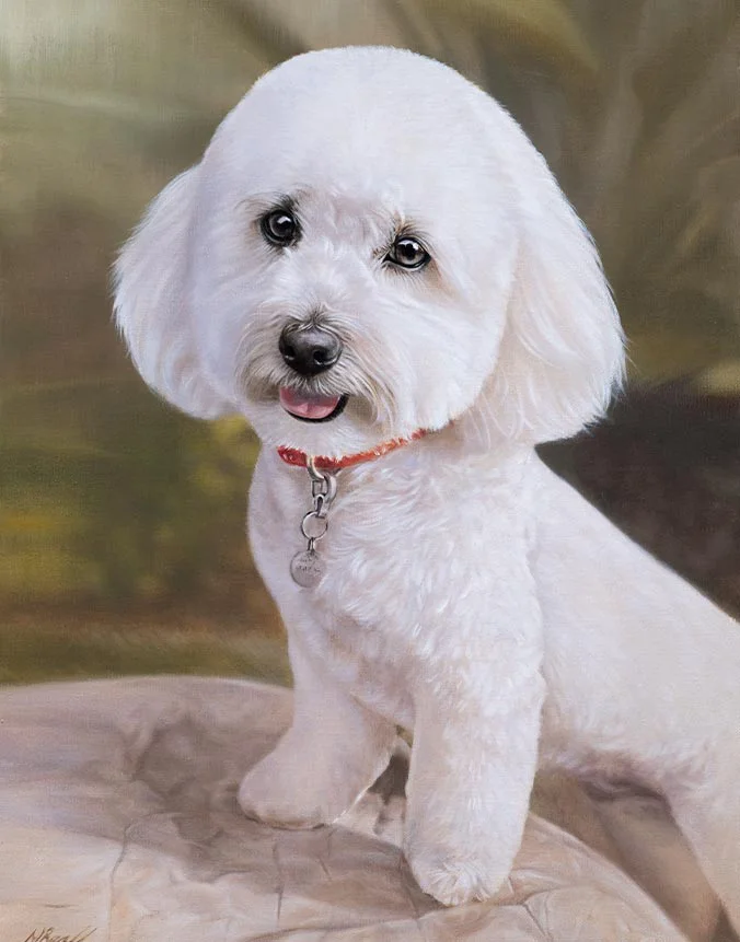 Oil painting of Loki, an adorable Bichon Frise dog, by Nicholas Beall.