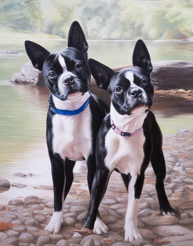 Double oil portrait of Hudson and Hannah, two Boston Terriers, by Nicholas Beall.