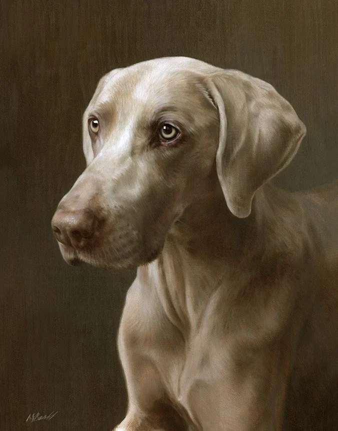 Oil portrait of Ramses, a regal Weimaraner, with his striking grey coat by Nicholas Beall.