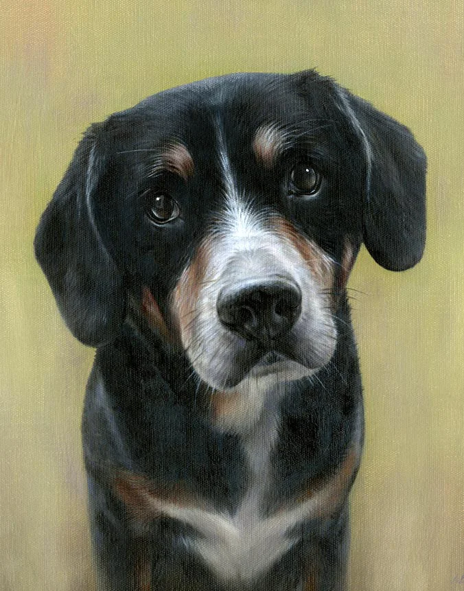 Oil portrait of Lance, an alert Entlebucher Mountain Dog, with his intelligent gaze by Nicholas Beall.