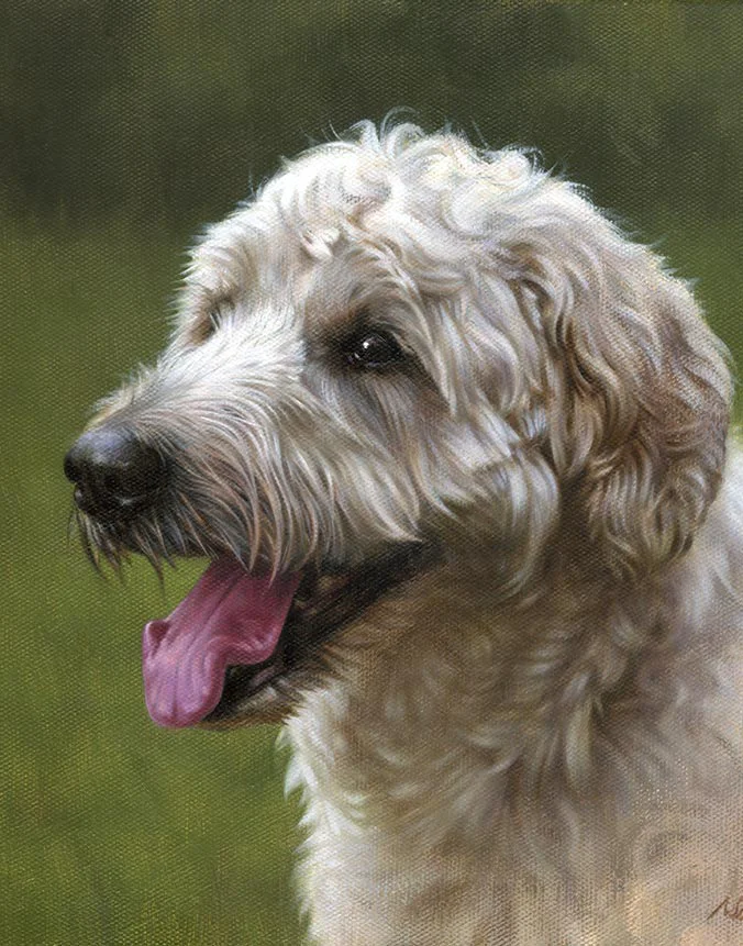 Oil portrait of Amber, a fluffy Labradoodle, capturing her playful personality by Nicholas Beall.