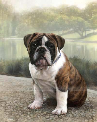 english bull dog pet portraits