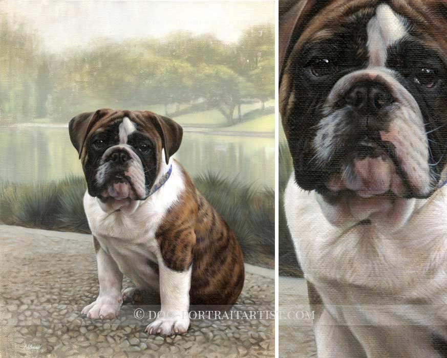 English Bulldog Pet Portraits by Nicholas Beall