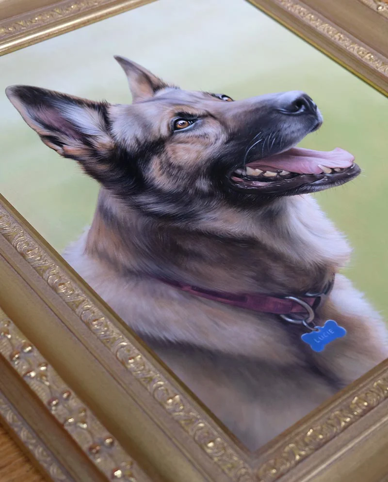 Oil Painting of German Shepherd – Framed Display Oil painting of German Shepherd Lucie, showing the portrait in its framed display.