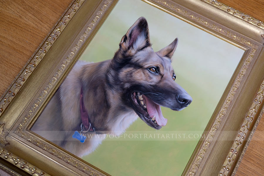 German Shepherd Dog Portrait