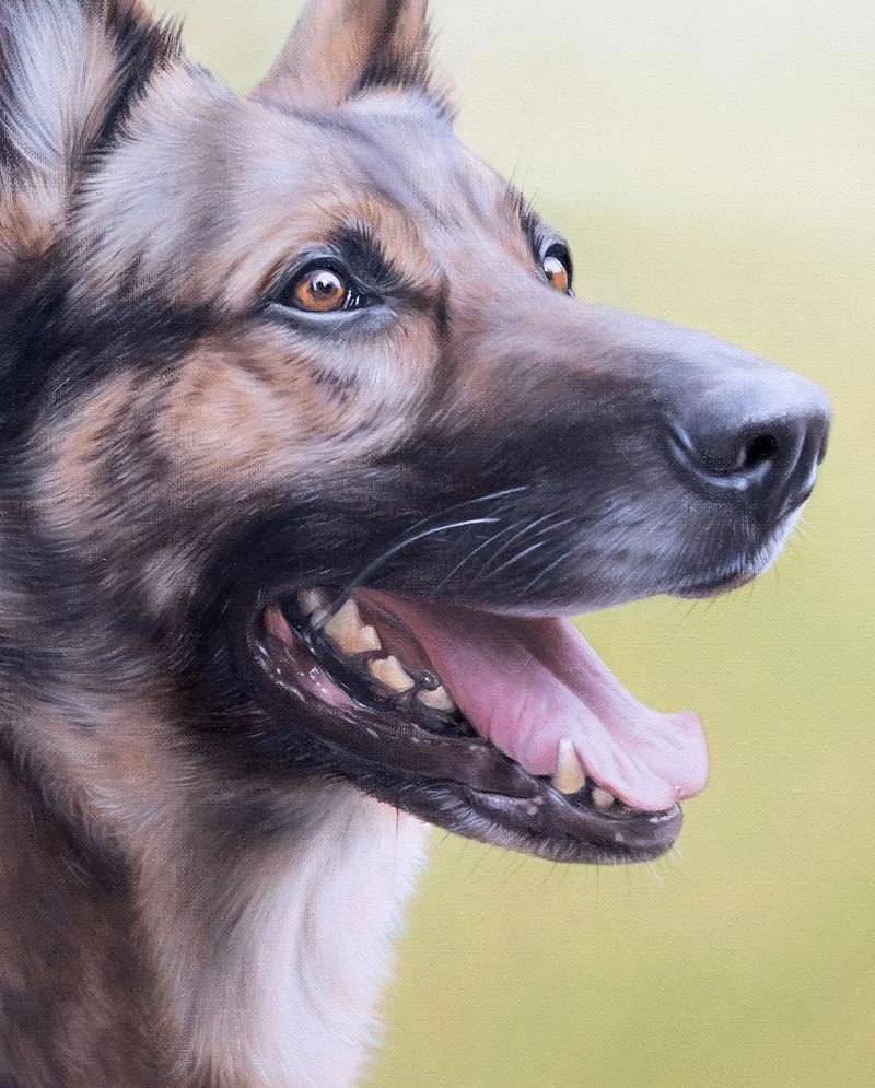 Detail View – German Shepherd Oil Portrait Detail view of the German Shepherd oil portrait of Lucie, highlighting her facial features.