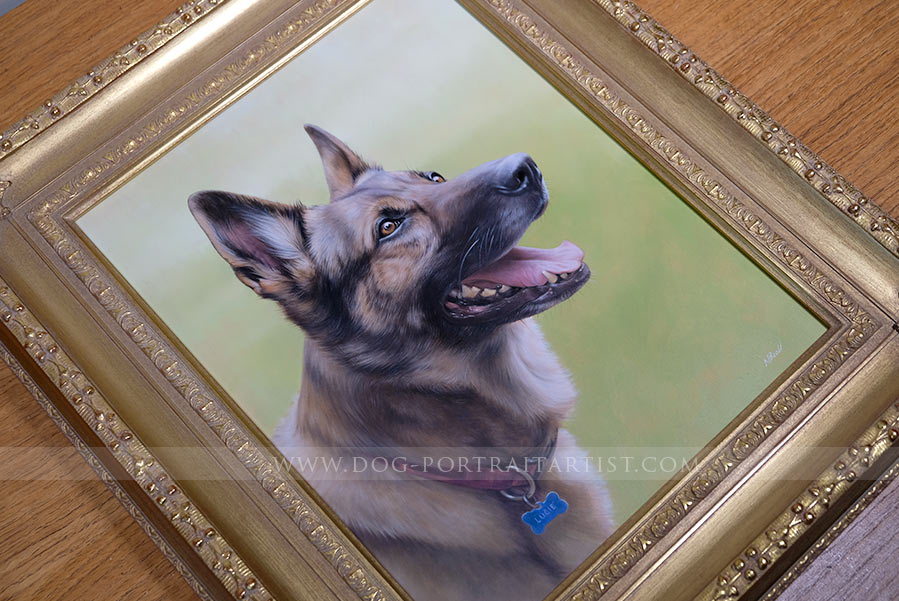 German Shepherd Dog Portrait