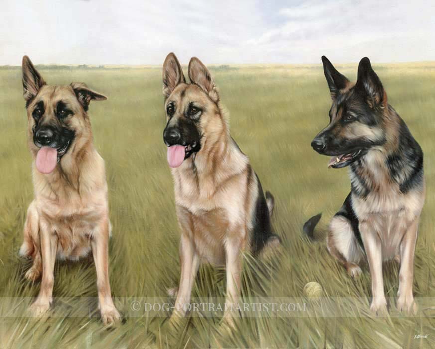 German Shepherd Portraits by Nicholas Beall