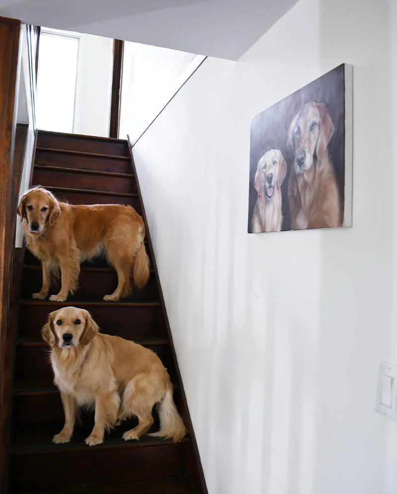 Golden Retriever Portrait Displayed in Client’s Home Golden Retriever portrait displayed in the client’s home, showcasing its placement.