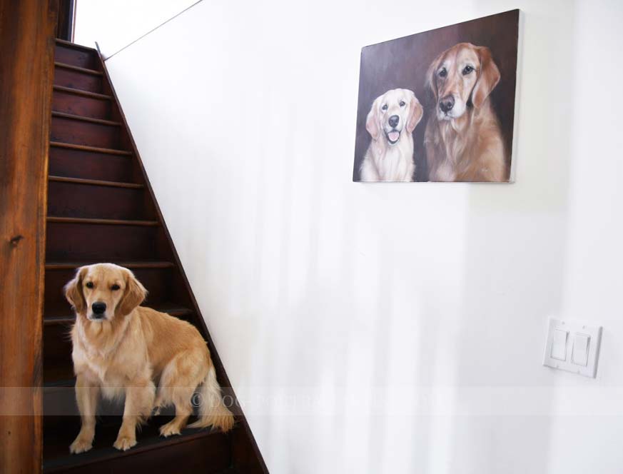 Golden Retriever Pet Portraits